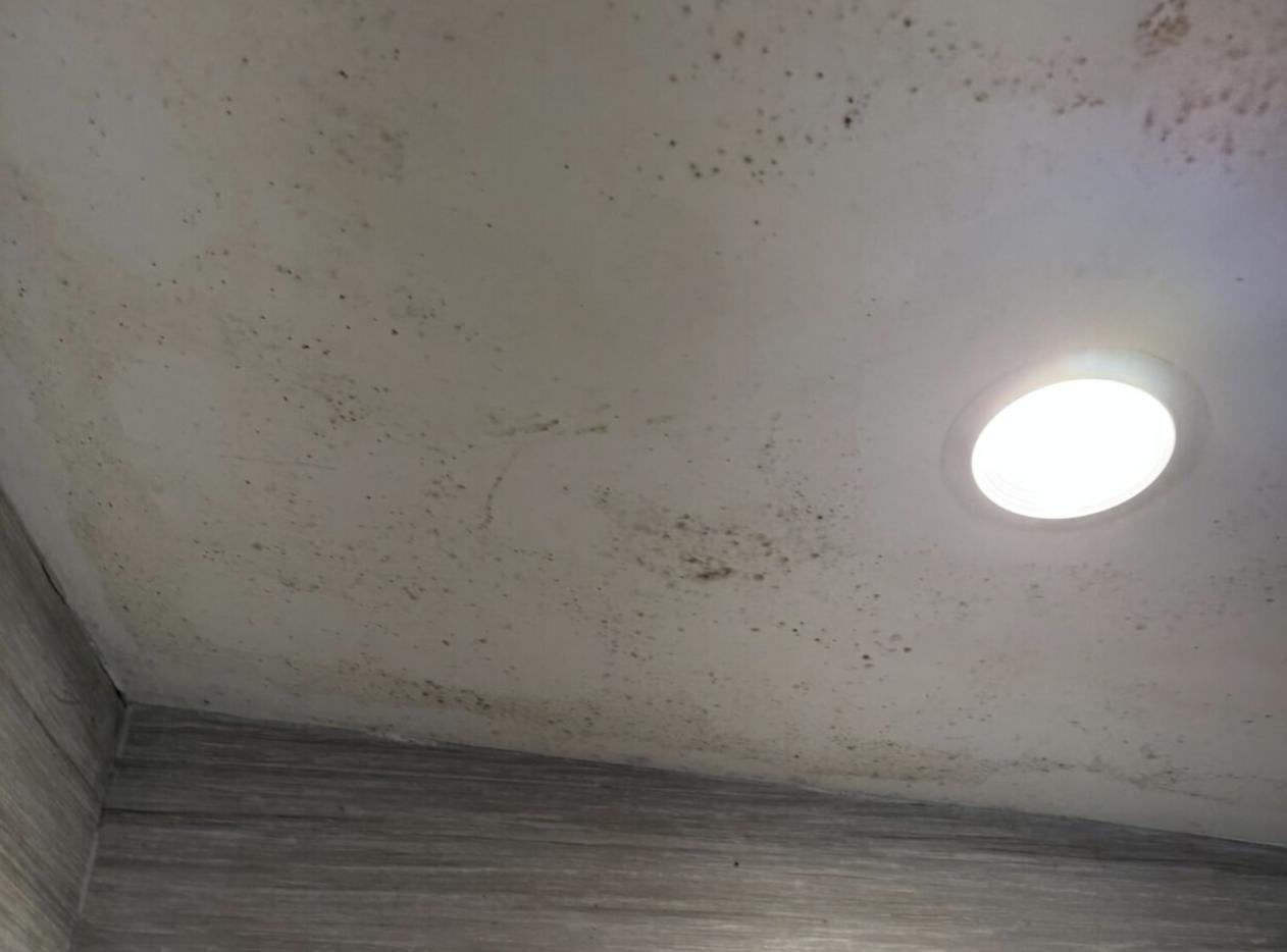 Mold Damage Claim
