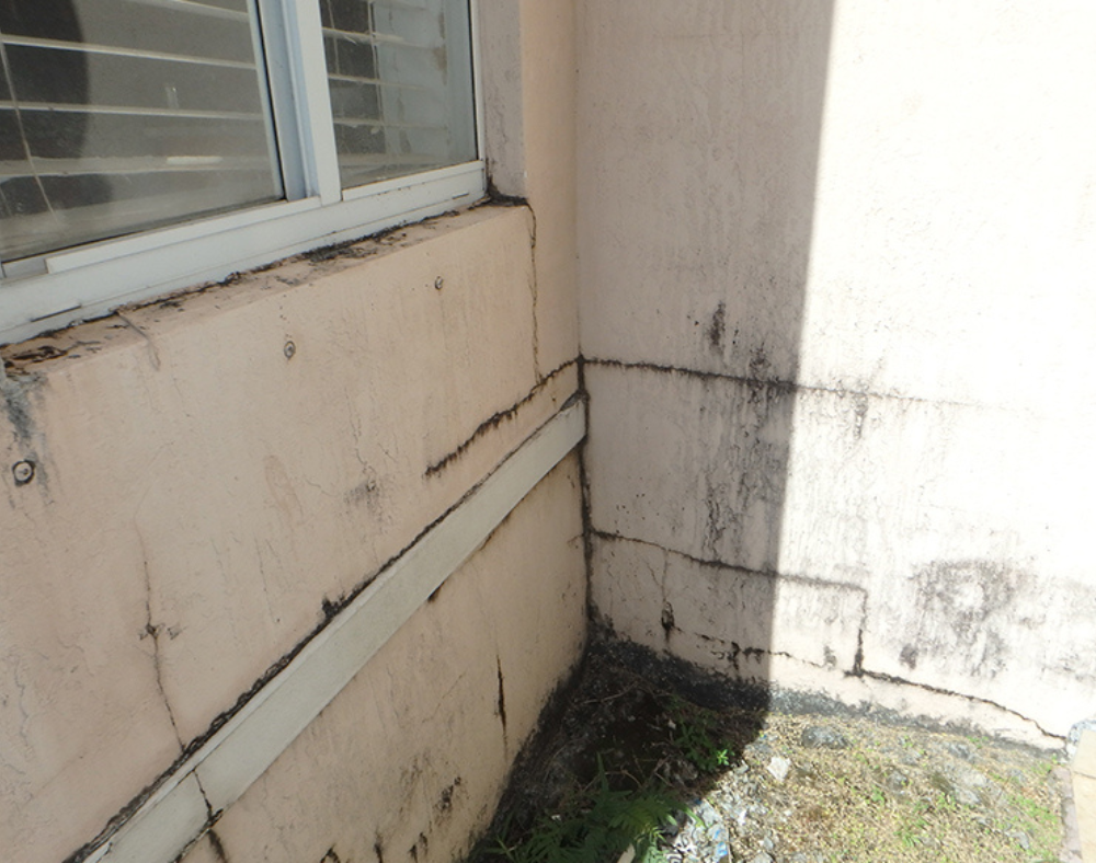 Get Help with Mold Damage Insurance Claims in Miami