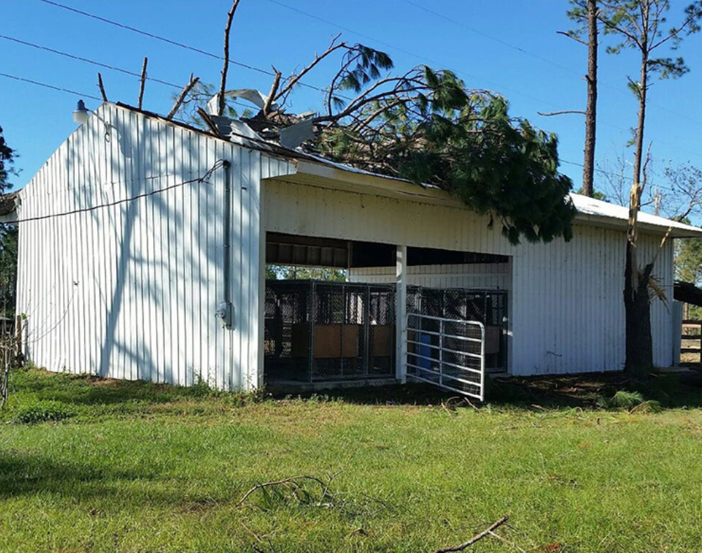 Wind Damage